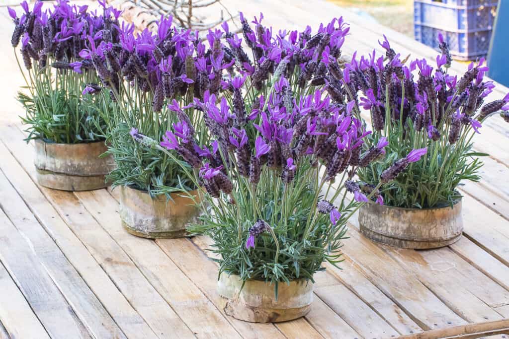 piante di lavanda in vasi di bambù