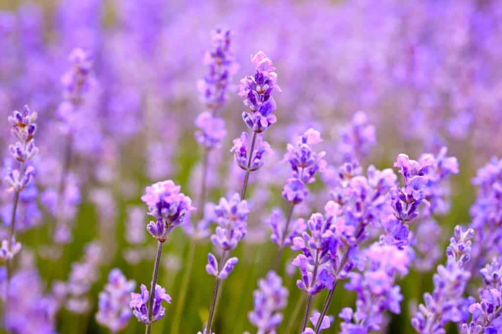 lavanda viola pallido in campo