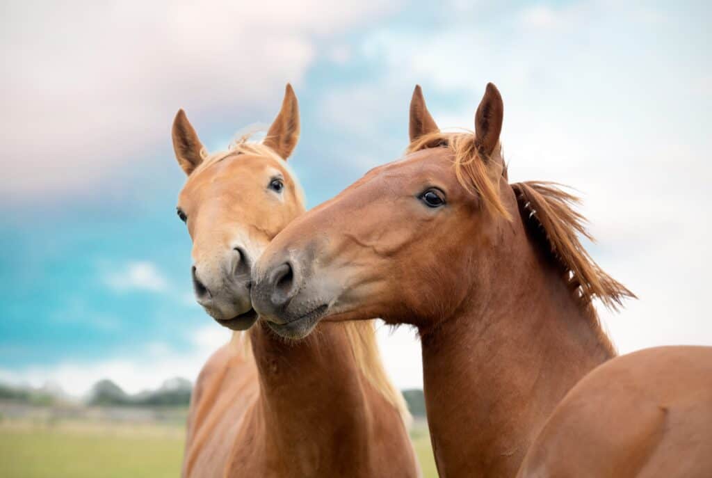 cavallo da punch suffolk