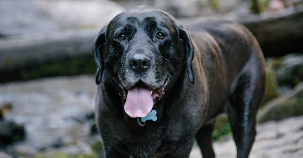 Mastador - Labrador Retriever e Mastiff Mix - Salva il cane durante un'escursione