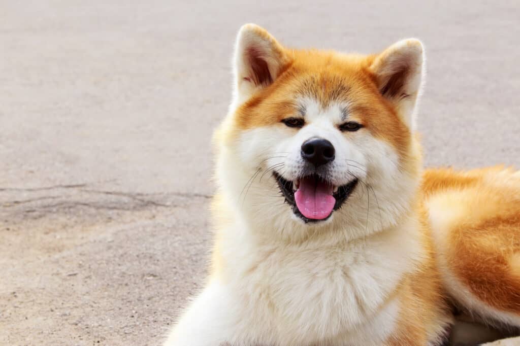 Akita - Cane, cane, adulazione, adulto, animale