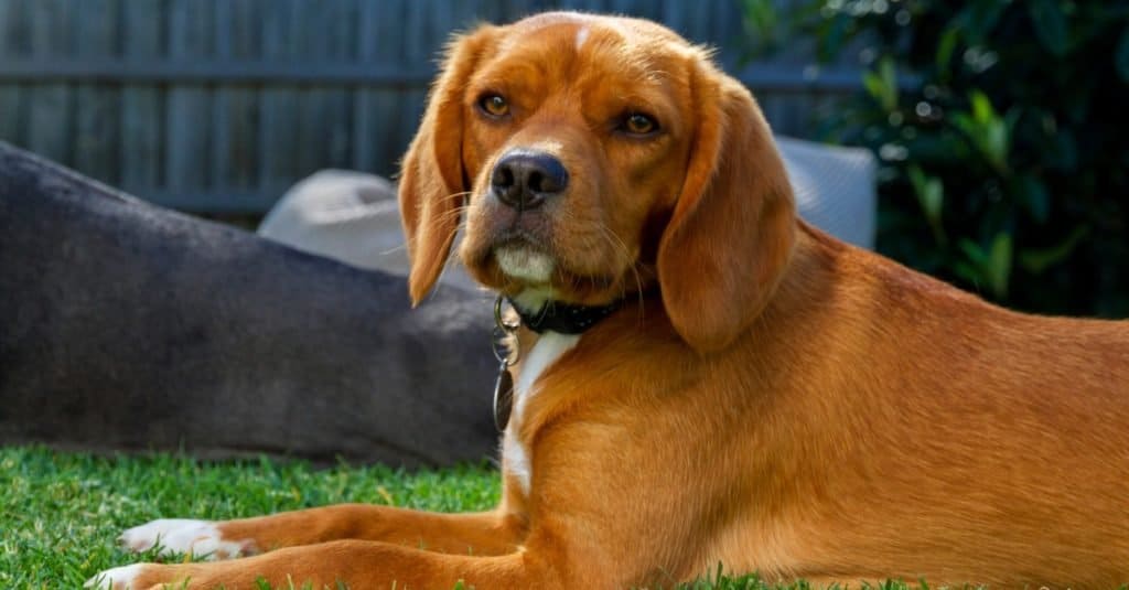 Beaglier sdraiato su un prato