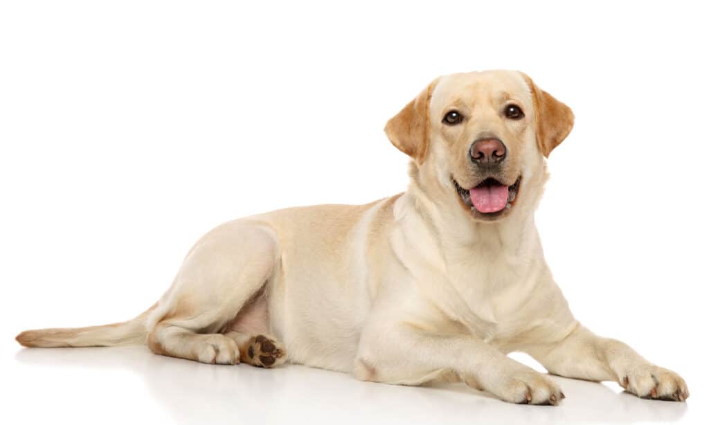 labrador retriever
