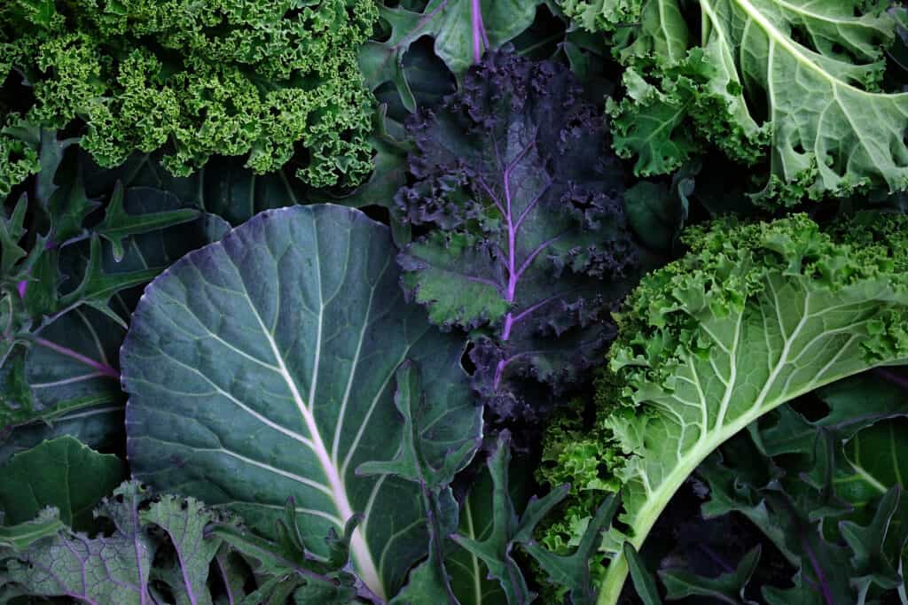 Verdure da piantare a dicembre