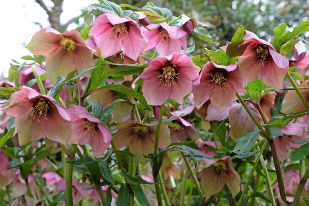 Fiori da piantare a dicembre