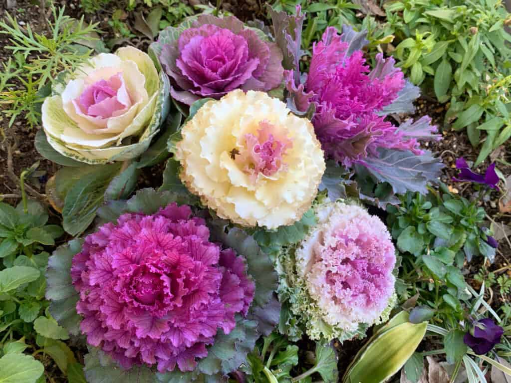 fiori da piantare a dicembre
