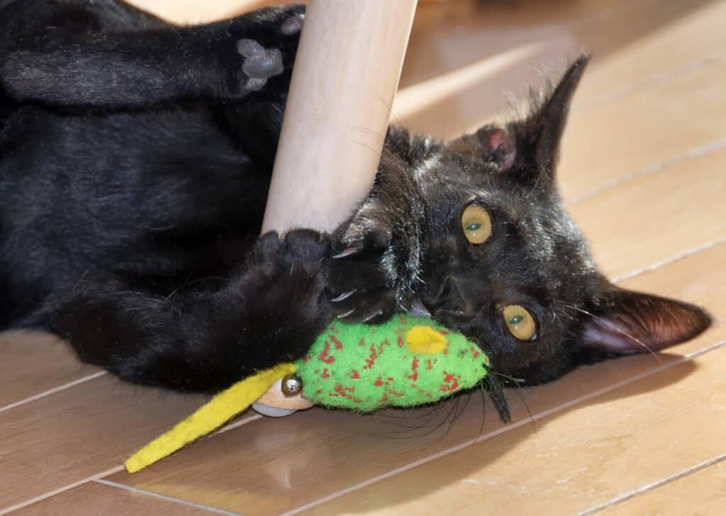 Gatto di Bombay che gioca con il giocattolo