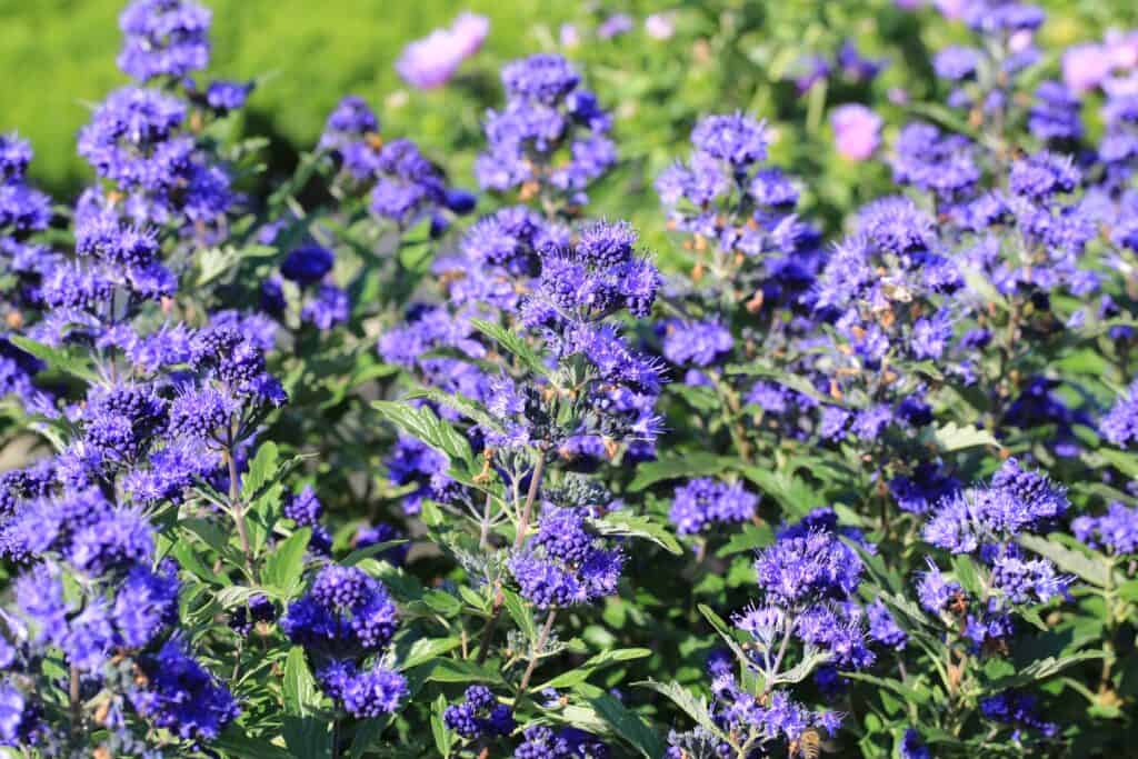 Barbablù in fiore