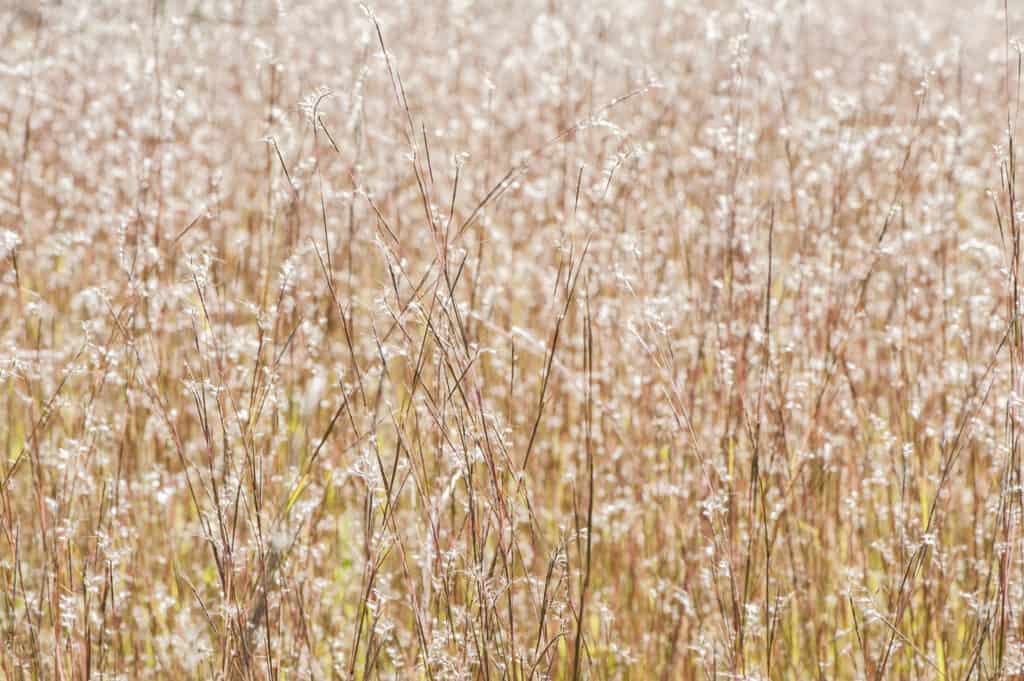 Piccolo Bluestem in un campo