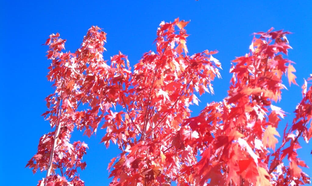 Acero fiammata d'autunno