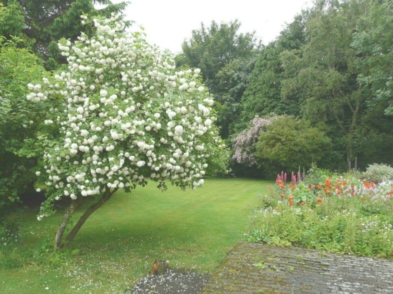 Palla di neve orientale (Viburnum opulus 'Sterile') in fiore