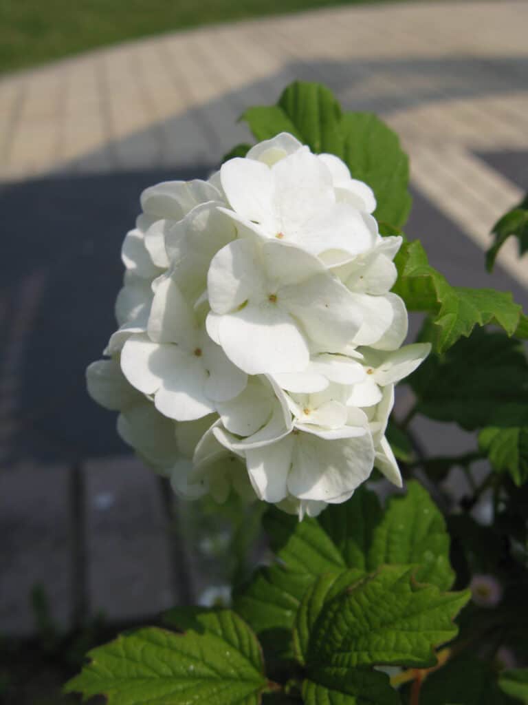 Fiore della palla di neve orientale (Viburnum opulus 'Sterile').