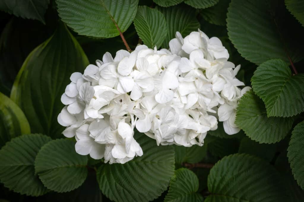 Viburnum macrocephalum o cespuglio di palla di neve cinese