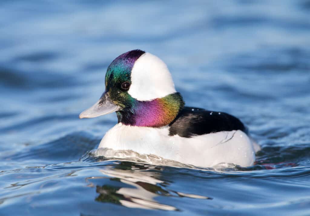 Anatra testa di bufalo