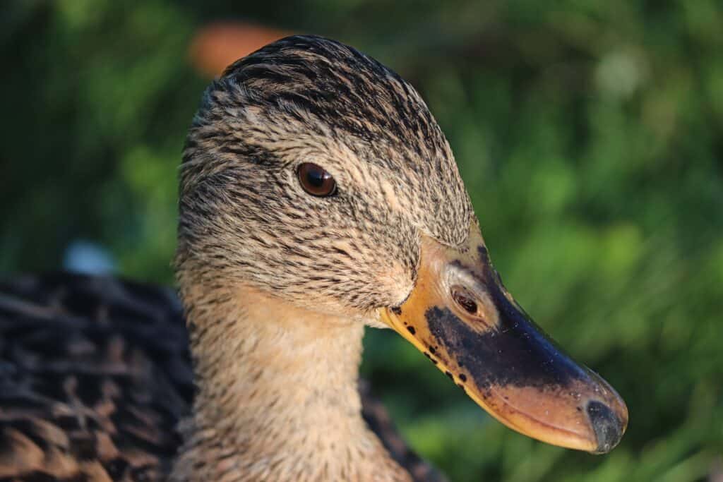 Primo piano dell'anatra femmina marrone