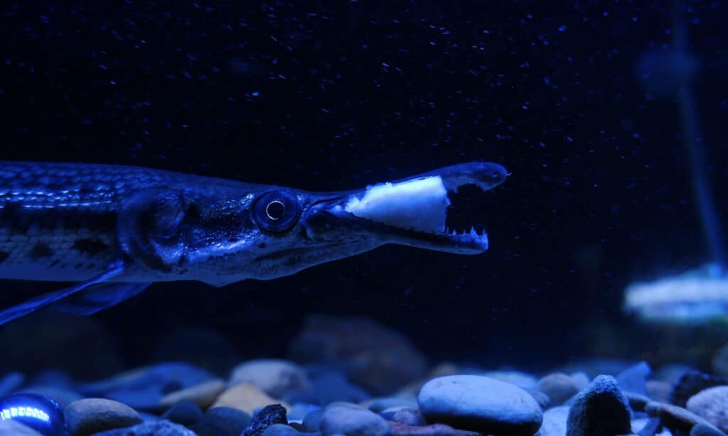 ALLIGATORE GAR