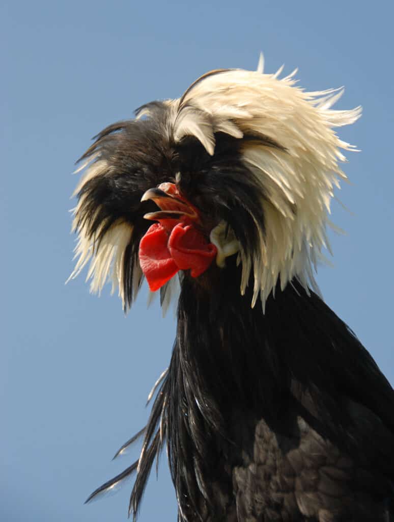 Primo piano di un gallo polacco con piume del corpo scure e piume della testa lunghe e affusolate di colore chiaro.  piccolo bargiglio rosso alla gola.