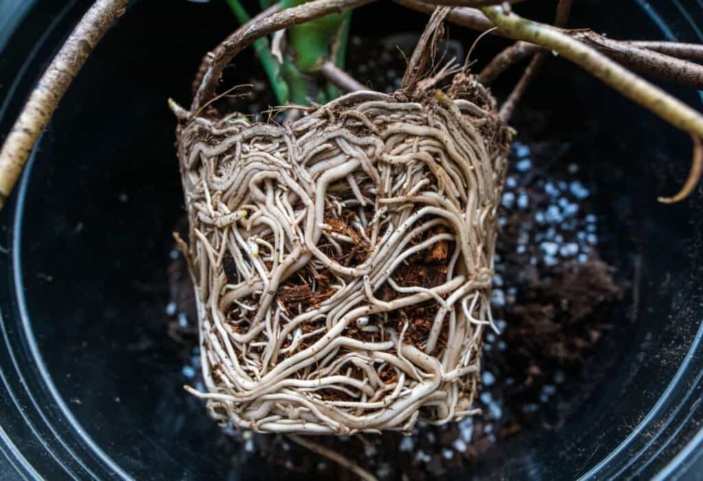 Rinvasare una Monstera