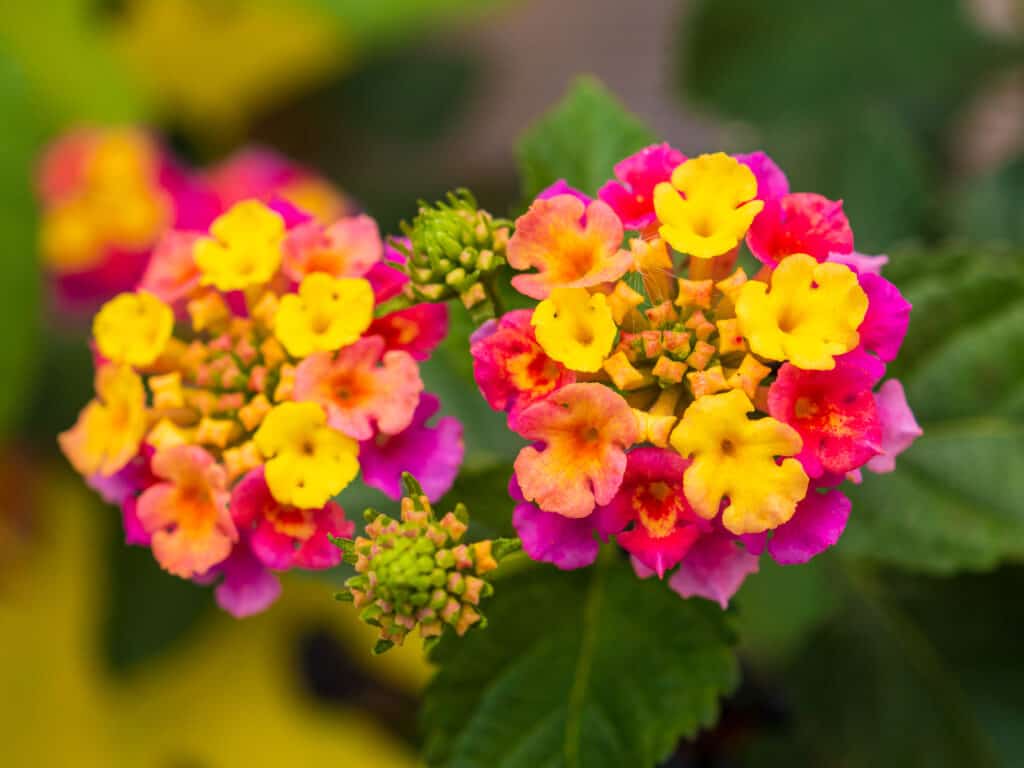 Fiori di lantana da vicino