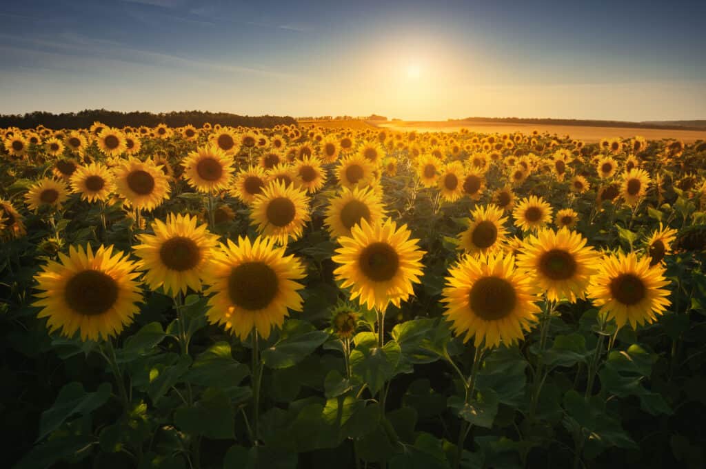 Il girasole è il fiore di stato del Kansas.