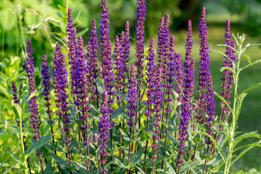La salvia viola fiorisce