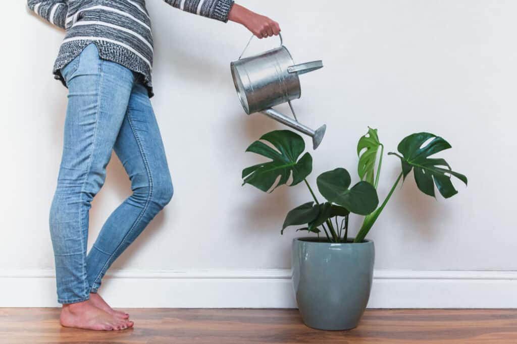 Quanto spesso dovrei innaffiare la mia Monstera