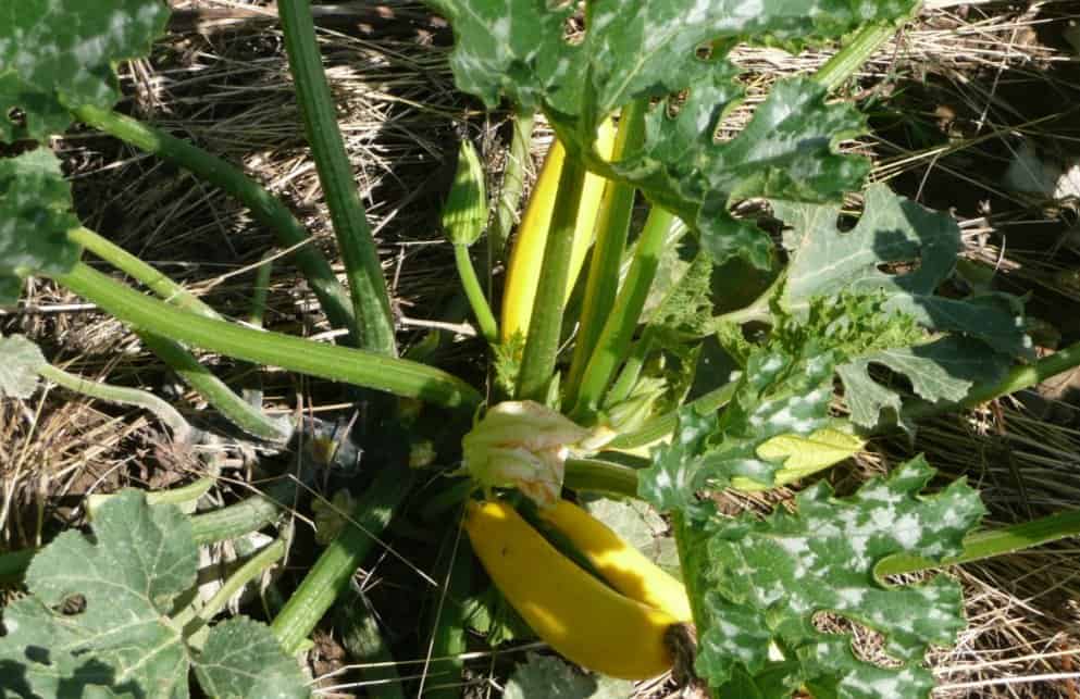 verdure da piantare a maggio