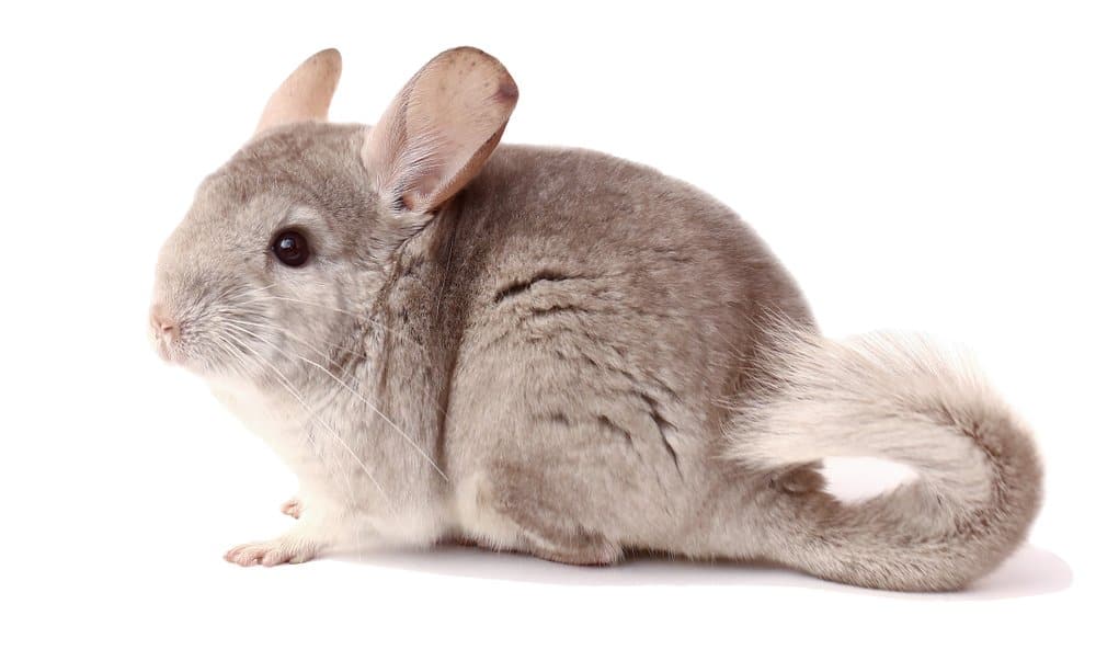 Cincillà (Chinchilla Lanigera) - in piedi su sfondo bianco