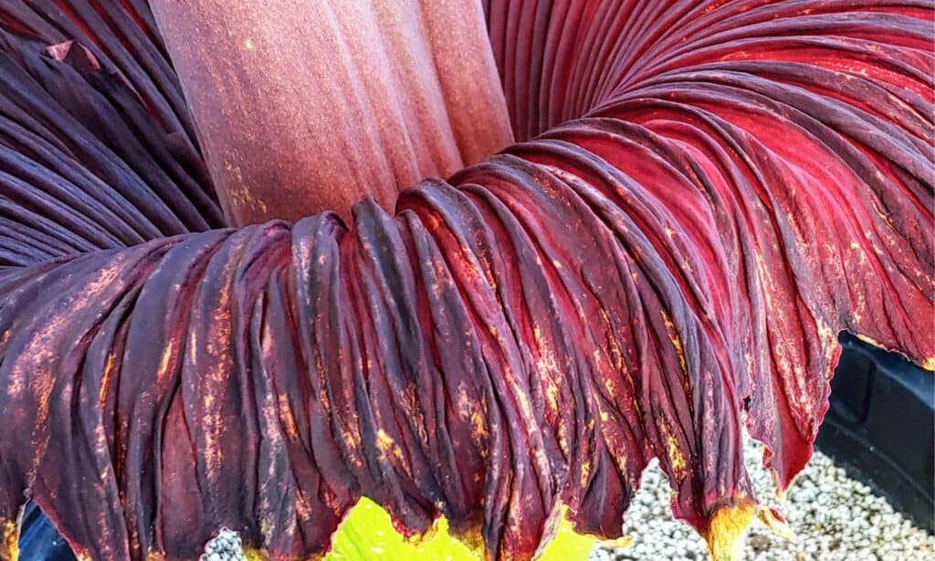 Fiori di carogne