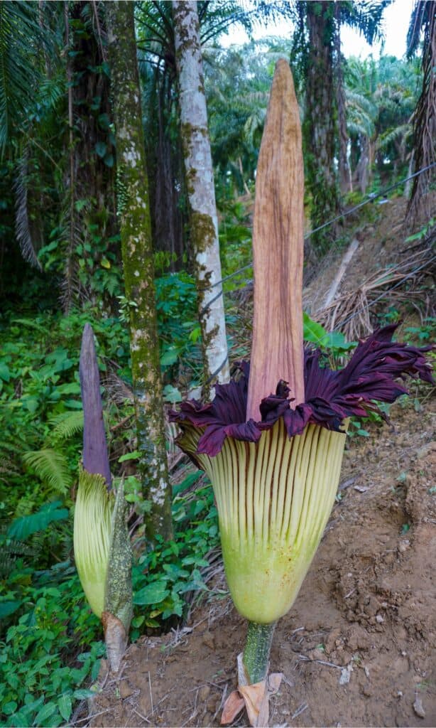 Arum Titano