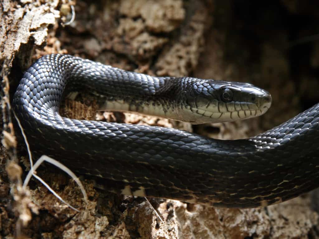 serpente di ratto nero