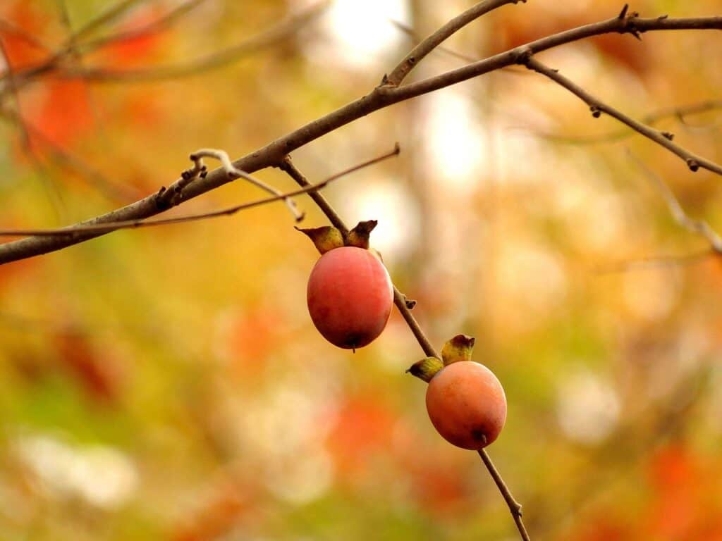 Cachi americani dall'aspetto delizioso su un albero nativo