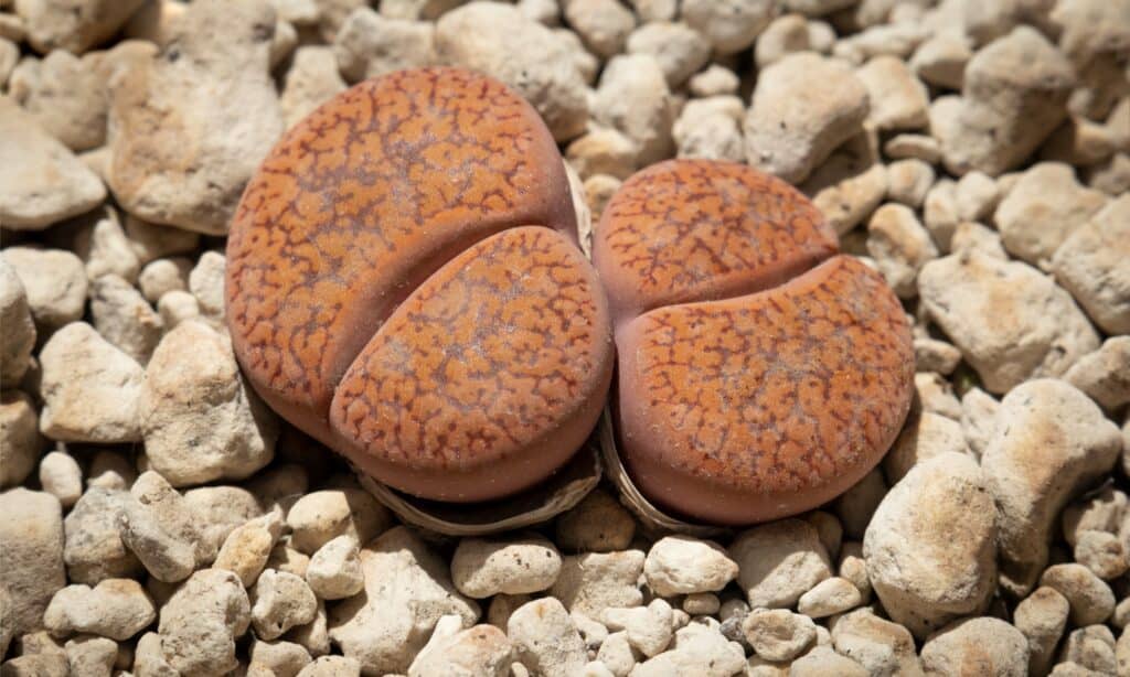 I Lithops sono piante grasse note per il loro aspetto simile alla pietra
