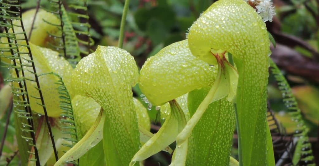 Piante carnivore: giglio cobra