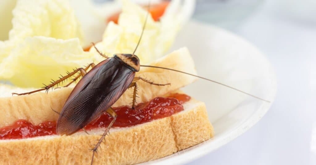 Cosa mangiano gli scarafaggi