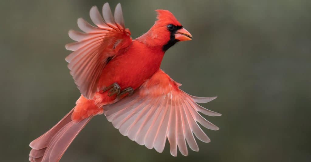 Cardinale settentrionale in volo