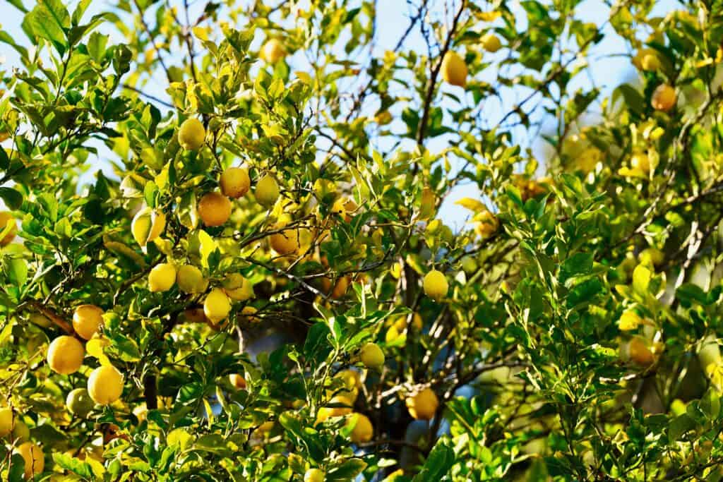 Limone di Lisbona