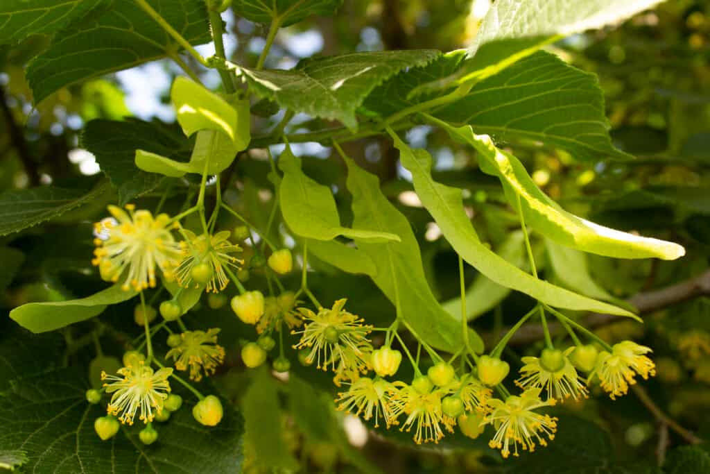 Tiglio americano (Tilia americana) 