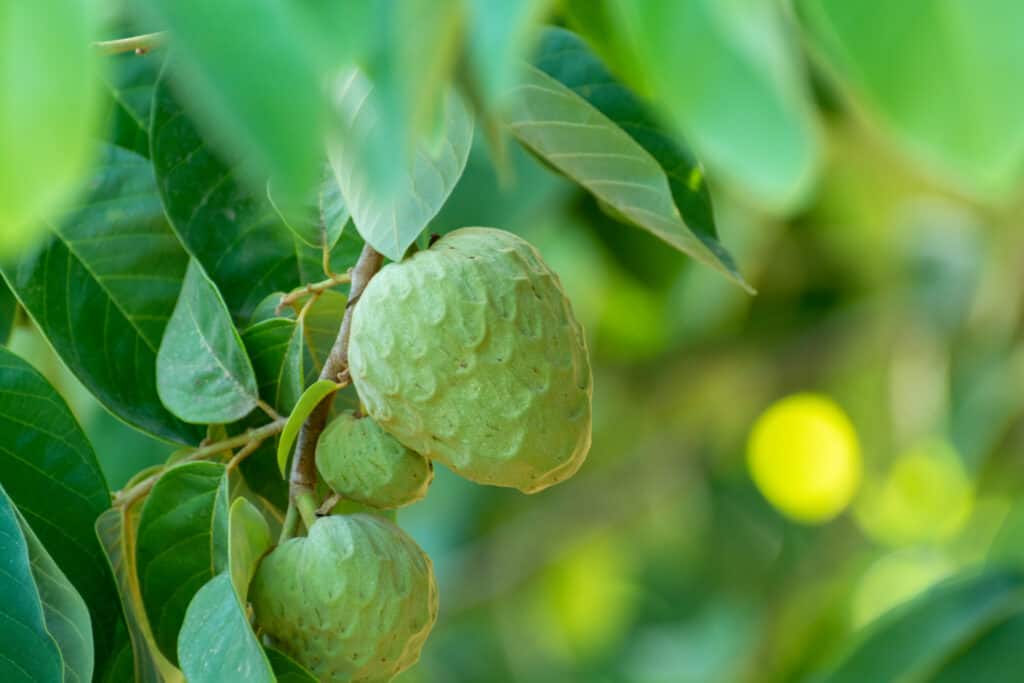 Frutto di Cherimoya su un albero