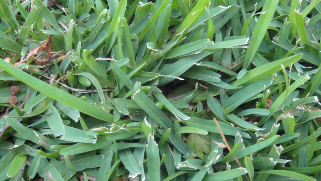 Erba millepiedi da vicino