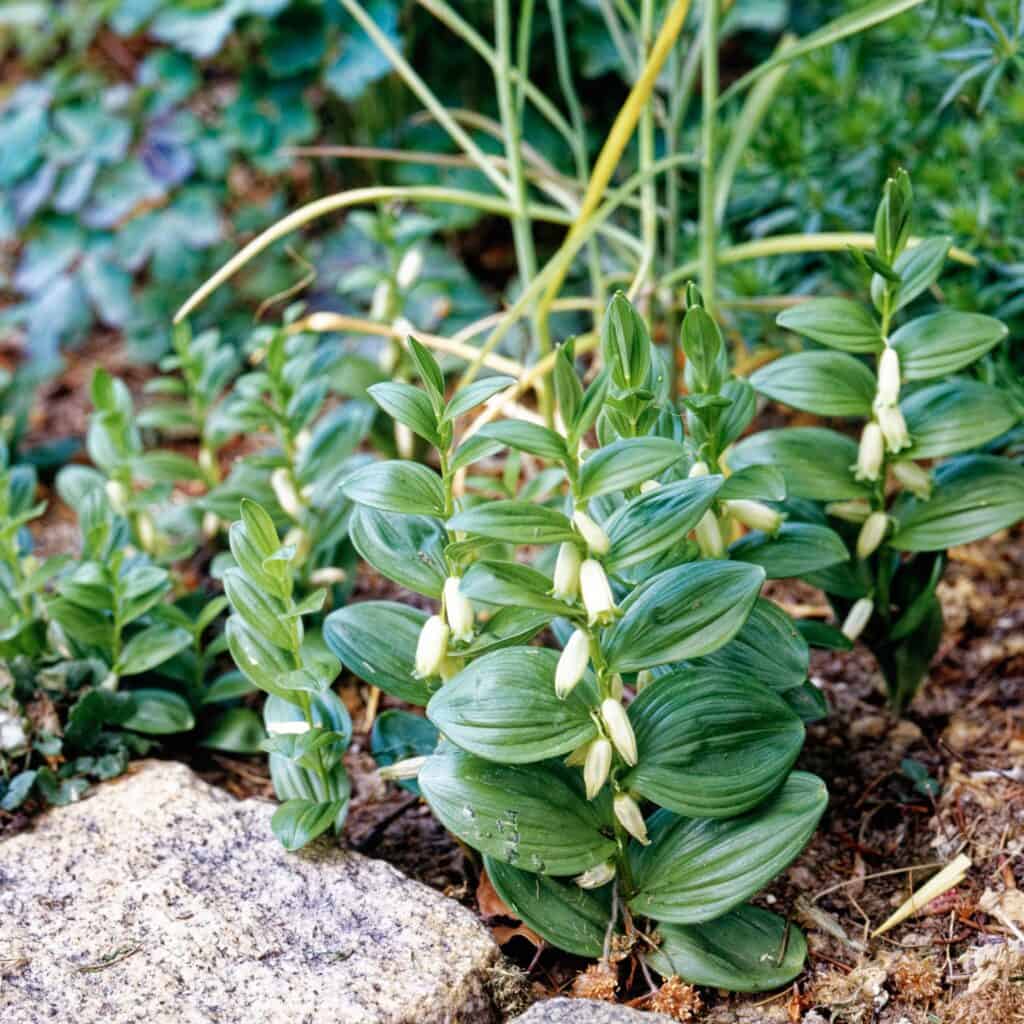 Sigillo nano di Salomone (Polygonatum humile) con fiori a campana