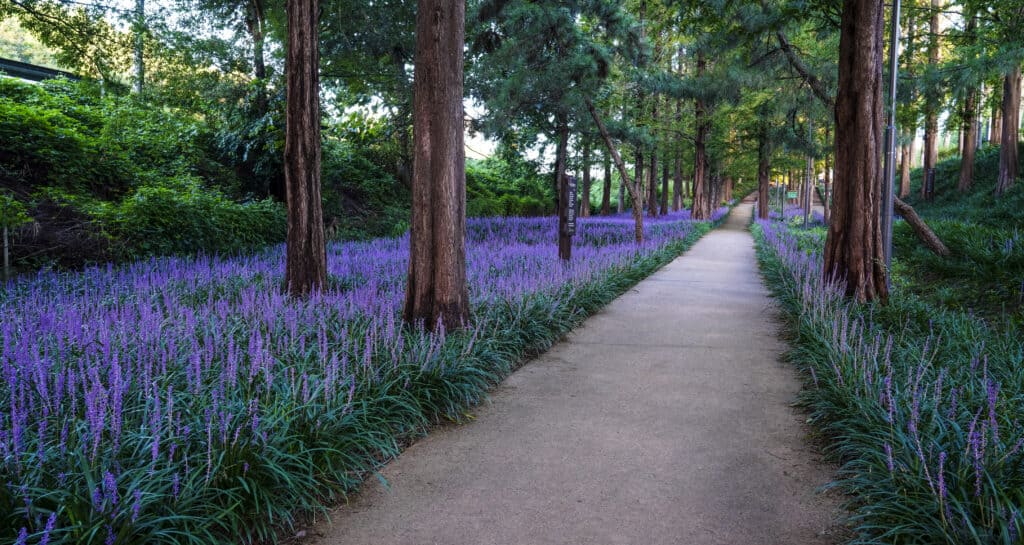 Lilyturf (Liriope muscari) è una tappezzante che ama l'ombra
