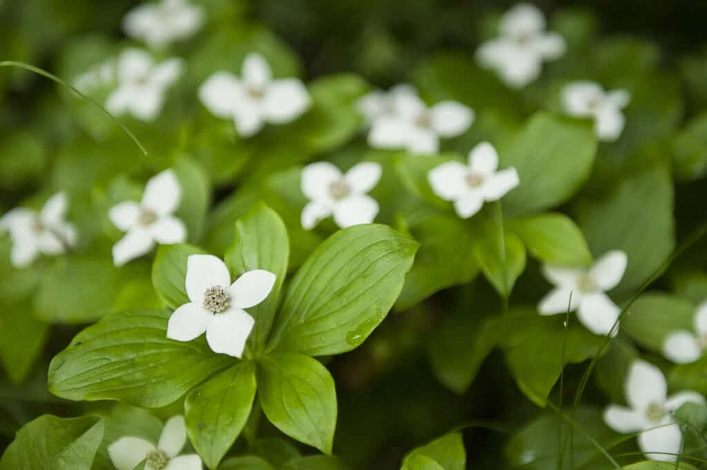 Bunchberry (Cornus canadensis) fioritura.