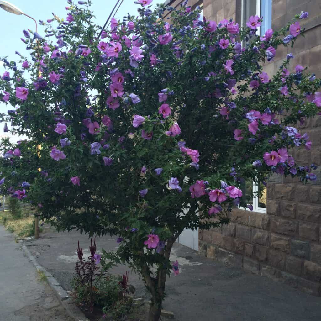 Hibiscus syriacus potato in un albero