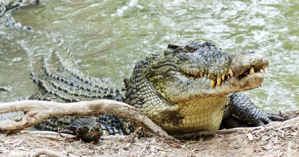 Il coccodrillo d'acqua salata ha un vantaggio di velocità nell'acqua.