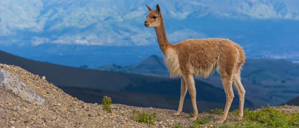 Animali in Perù