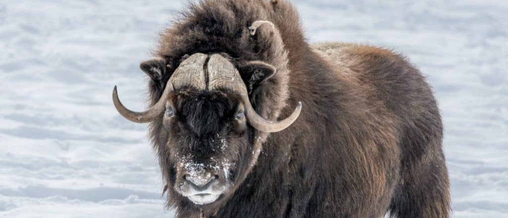 Muskox in piedi nella neve
