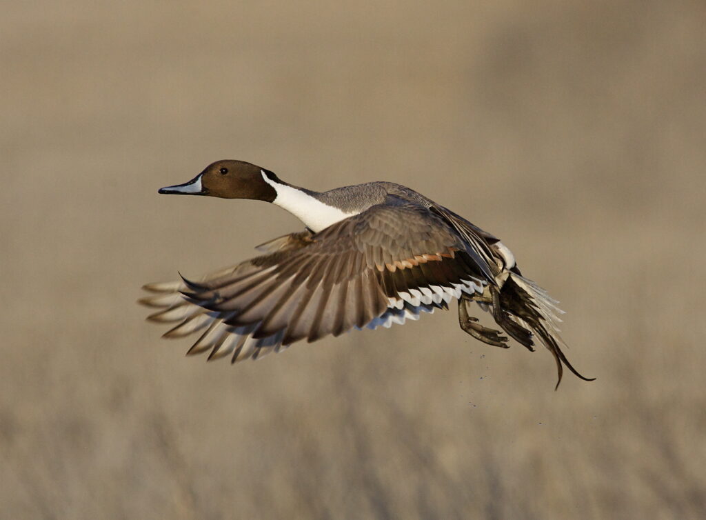 draco pintail settentrionale in volo