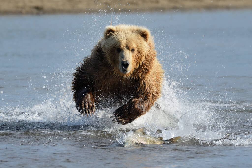 Un orso grizzly bruno che agita l'acqua mentre lo attraversa.