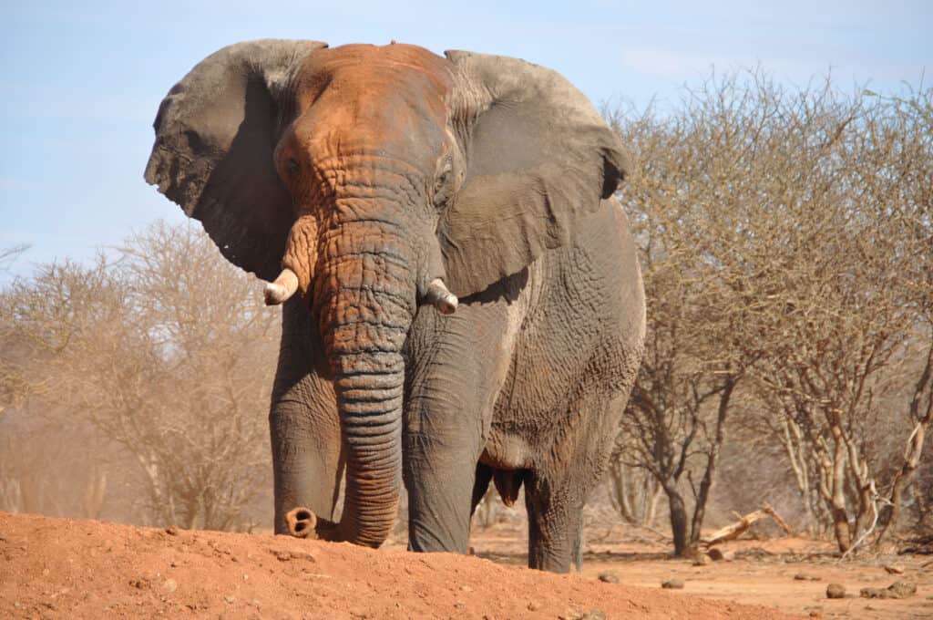 elefante
